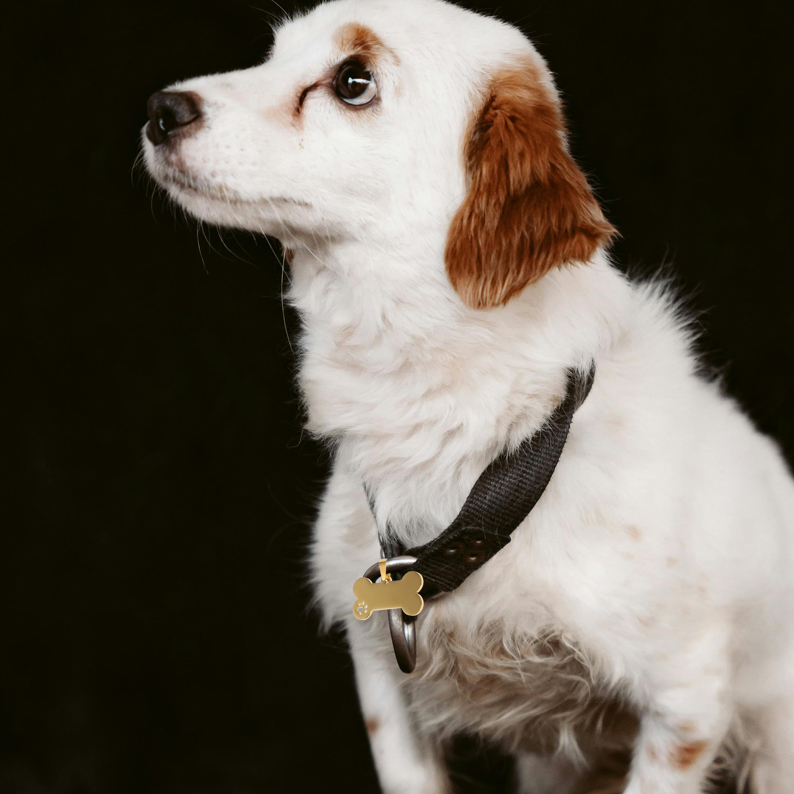 4Pcs Blank Dog Tags Stainless  - Pet Supplies Online ulasan dan harga