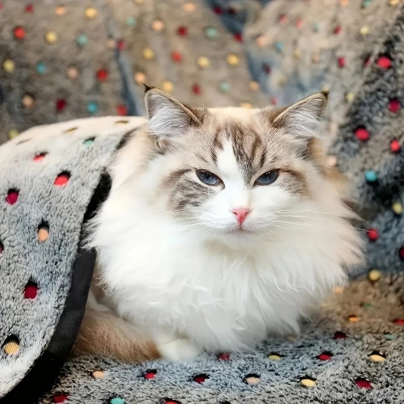 3PCS Soft Fluffy Pet Blanket C - Pet Supplies Store ulasan dan harga