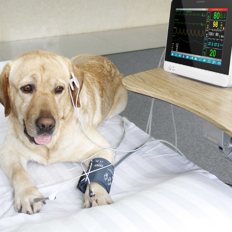 Veterinary Pet Touch Screen Po - Pet Supplies Vet ulasan dan harga